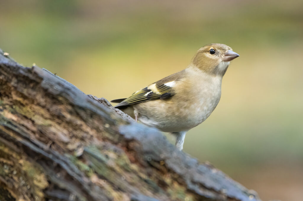 Photo of a female chaffinch on a log