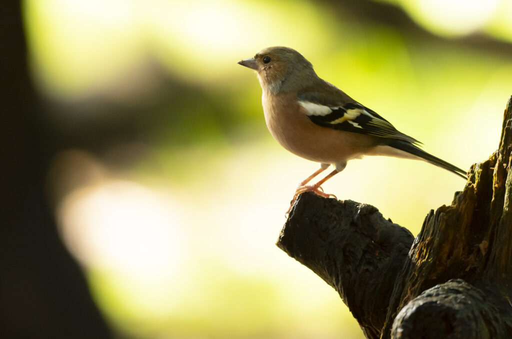 Photo of a male chaffinch perched on a tree stump