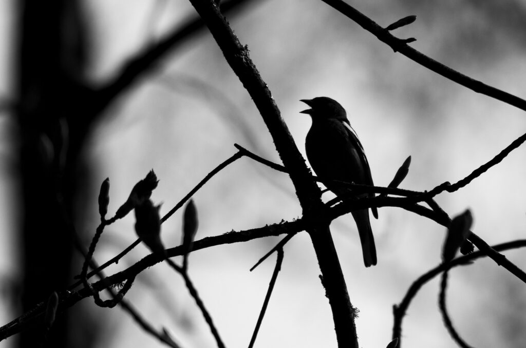 Black and white photo of a chaffinch singing in silhouette