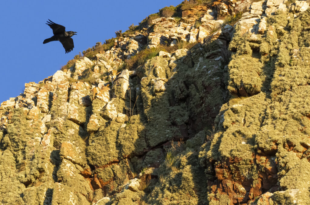 Photo of a raven flying past a cliff face