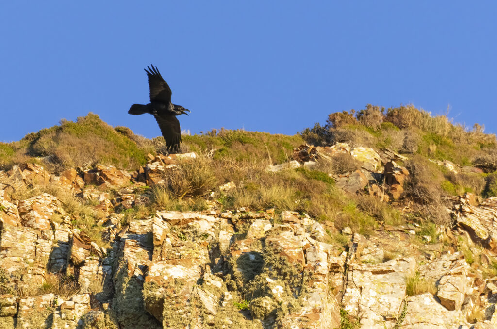 Photo of a raven flying past a cliff face