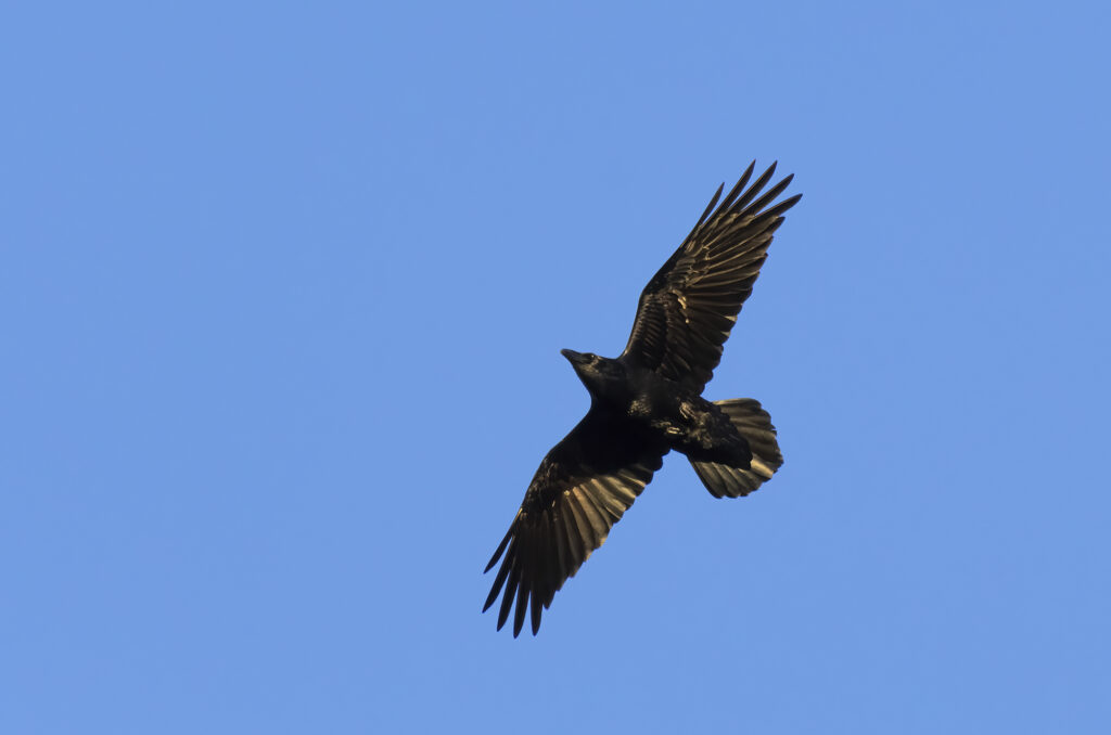 Photo of a raven in flight with a background of blue sky