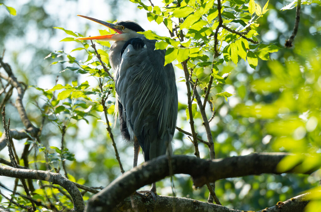 Photo of a grey heron perched on a branch with its beak open