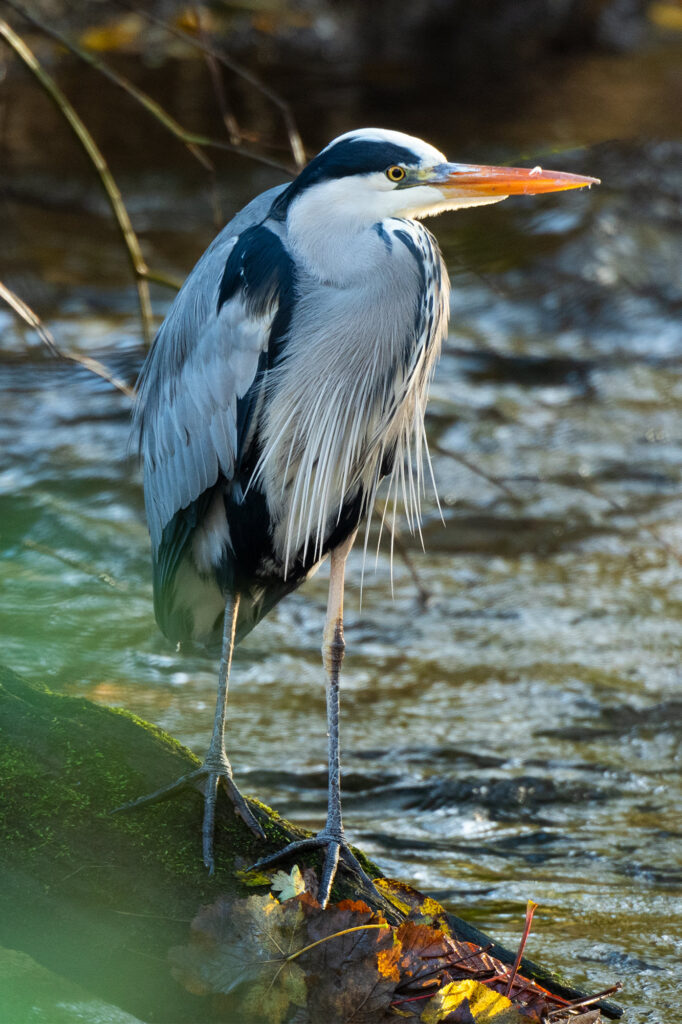 Photo of a grey heron perched on a log in a river