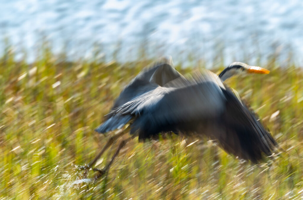 Photo of a grey heron taking flight with motion blur