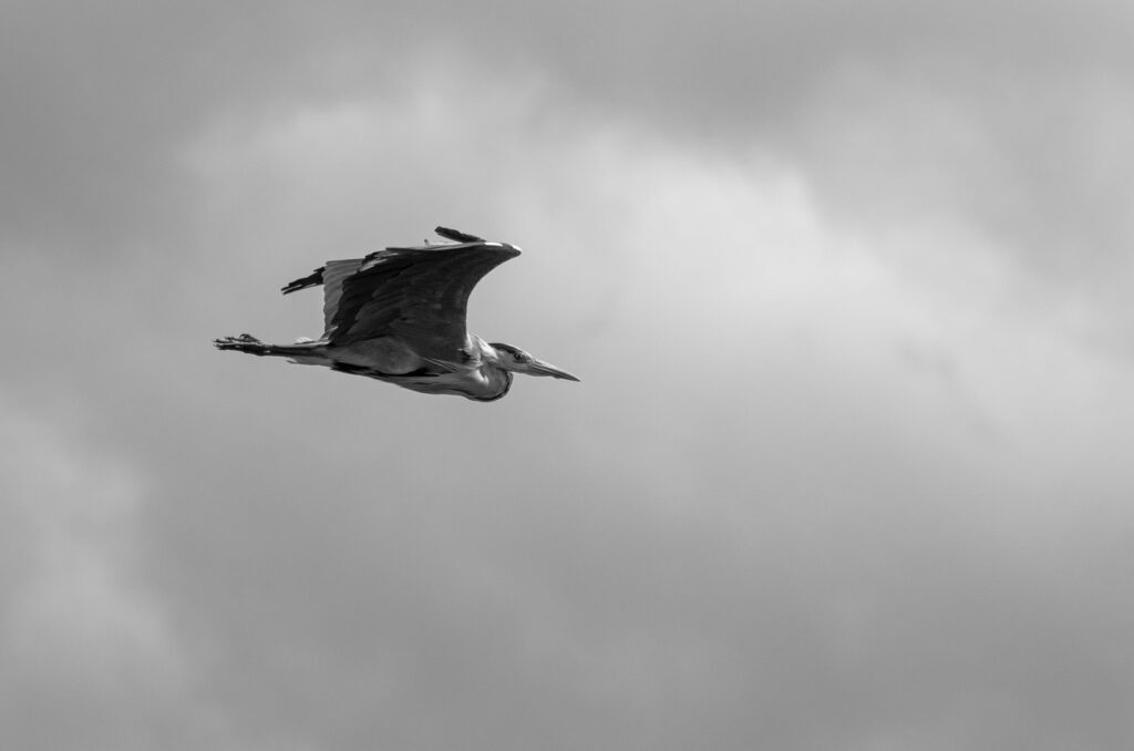 Black and white photo of a grey heron in flight