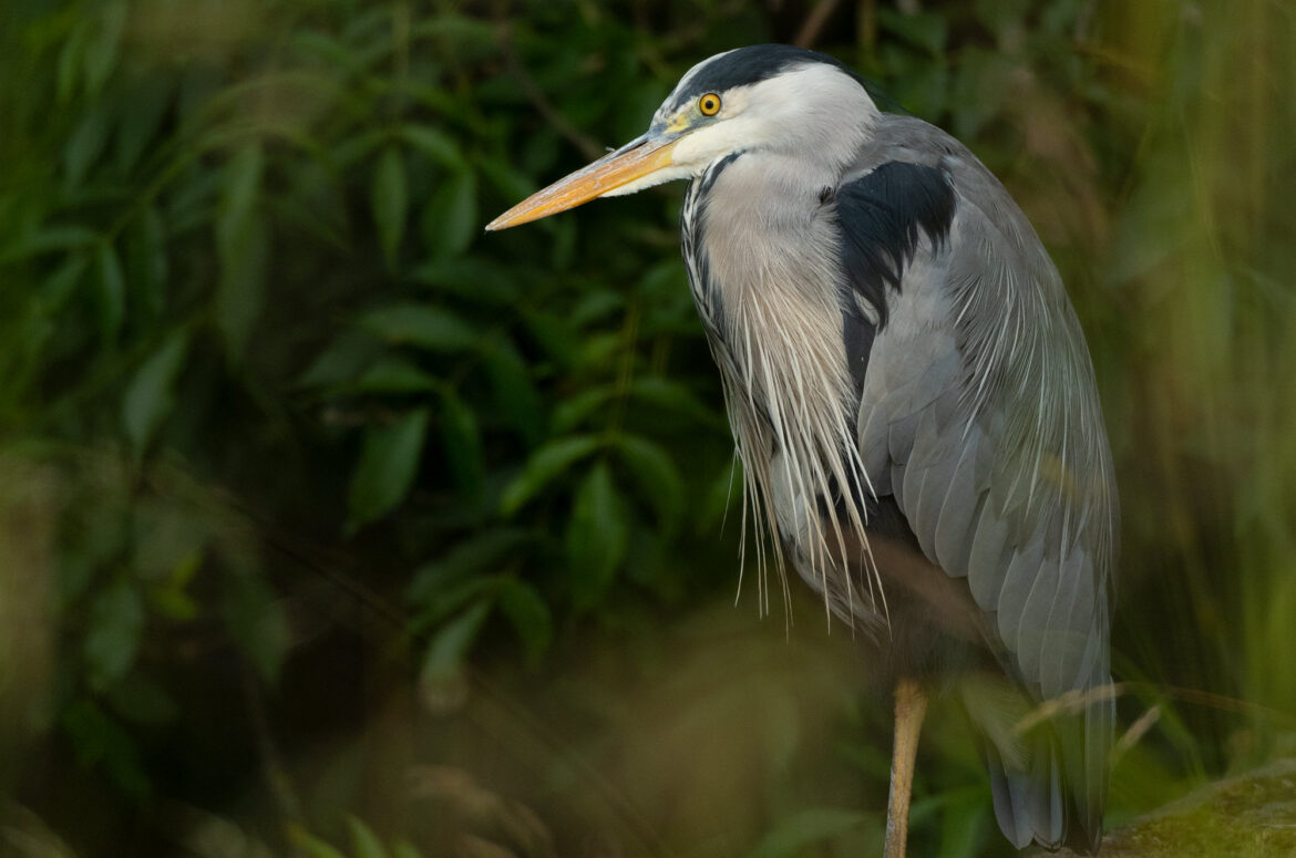 Photo of a grey heron standing still