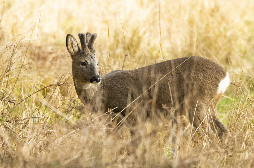 Photo of a roe deer buck in a field of long grass