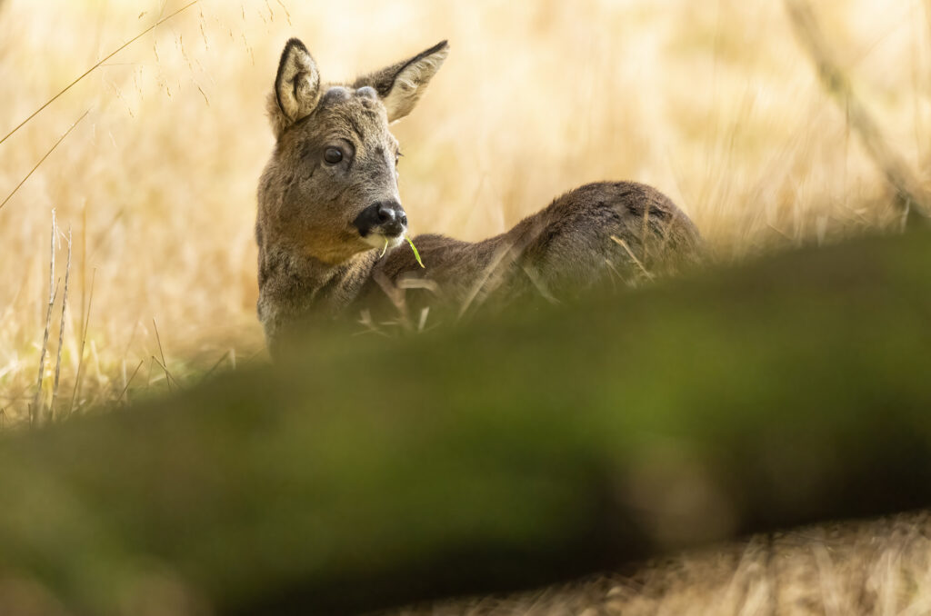 Photo of a roe deer buck in a field