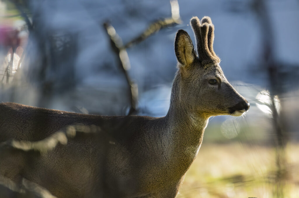 Photo of a roe deer buck in a field