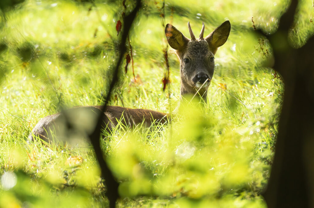 Photo of a roe deer buck sitting in a field