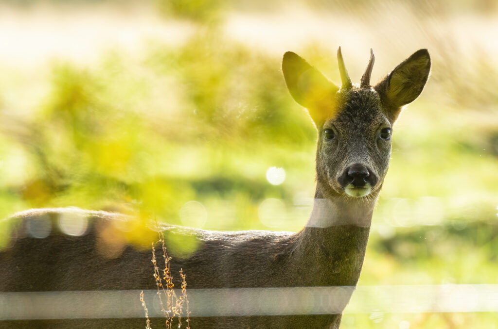 Photo of a roe deer buck standing in a field