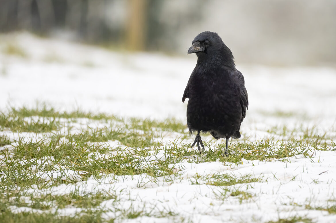 Photo of a carrion crow walking on snow-covered grass
