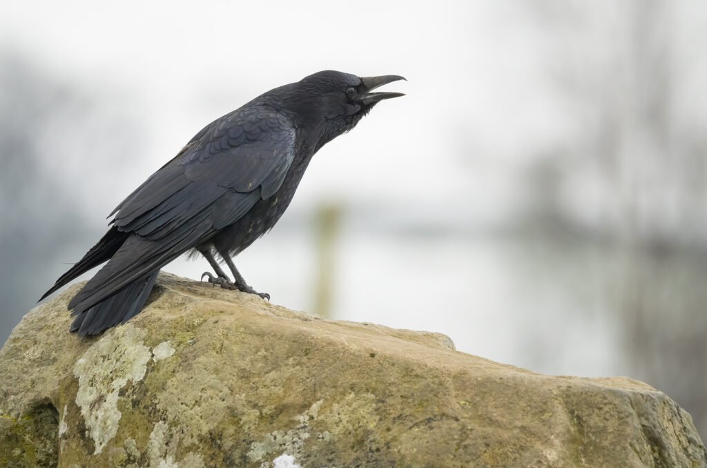 Photo of a carrion crow perched on a standing stone and calling