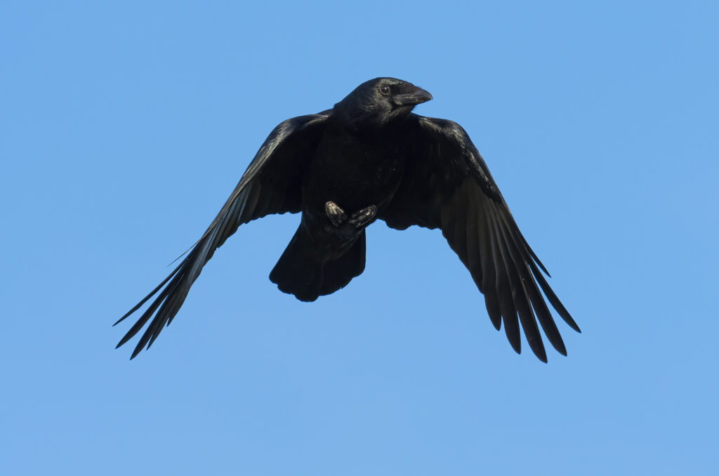 Photo of a carrion crow in flight in front of blue sky