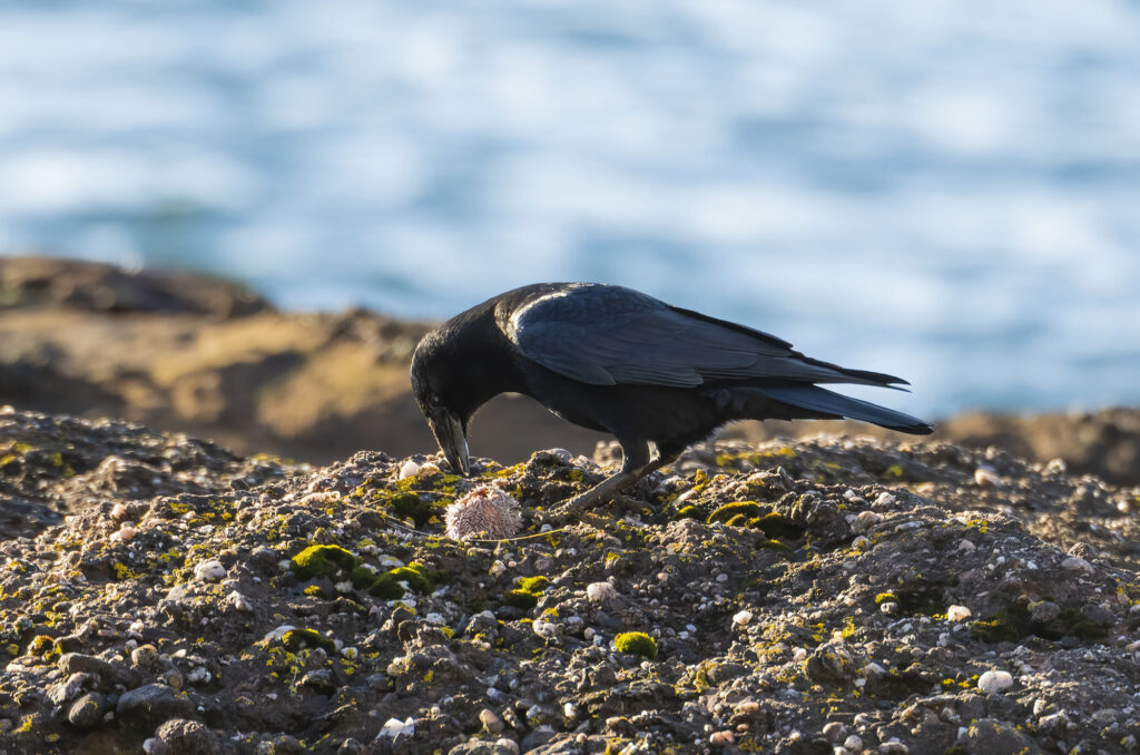 Photo of a carrion crow eating a sea urchin