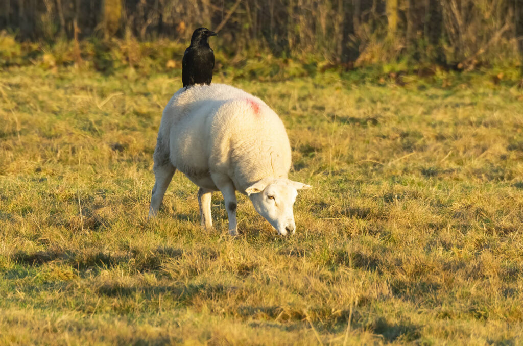 Carrion crow perched on the back of a sheep