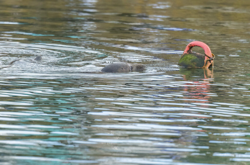 Photo of a grey seal looking at a buoy in the water