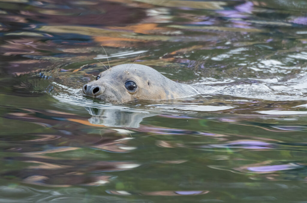 Photo of a grey seal swimming with its head above the water