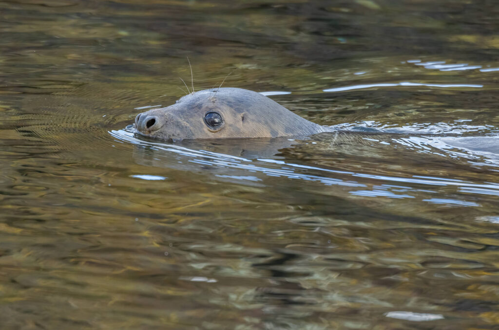 Photo of a grey seal swimming with its head above the water