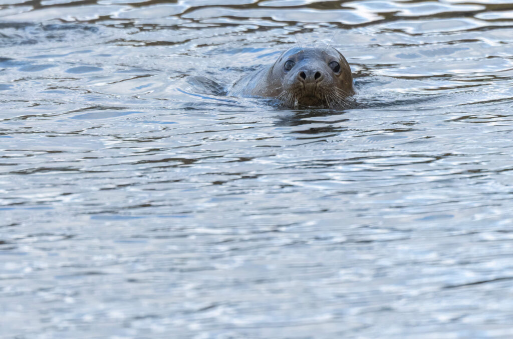 Photo of a grey seal swimming with its head above the water