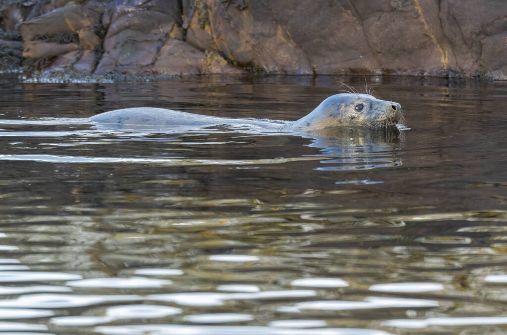 Photo of a grey seal swimming with its head above the water