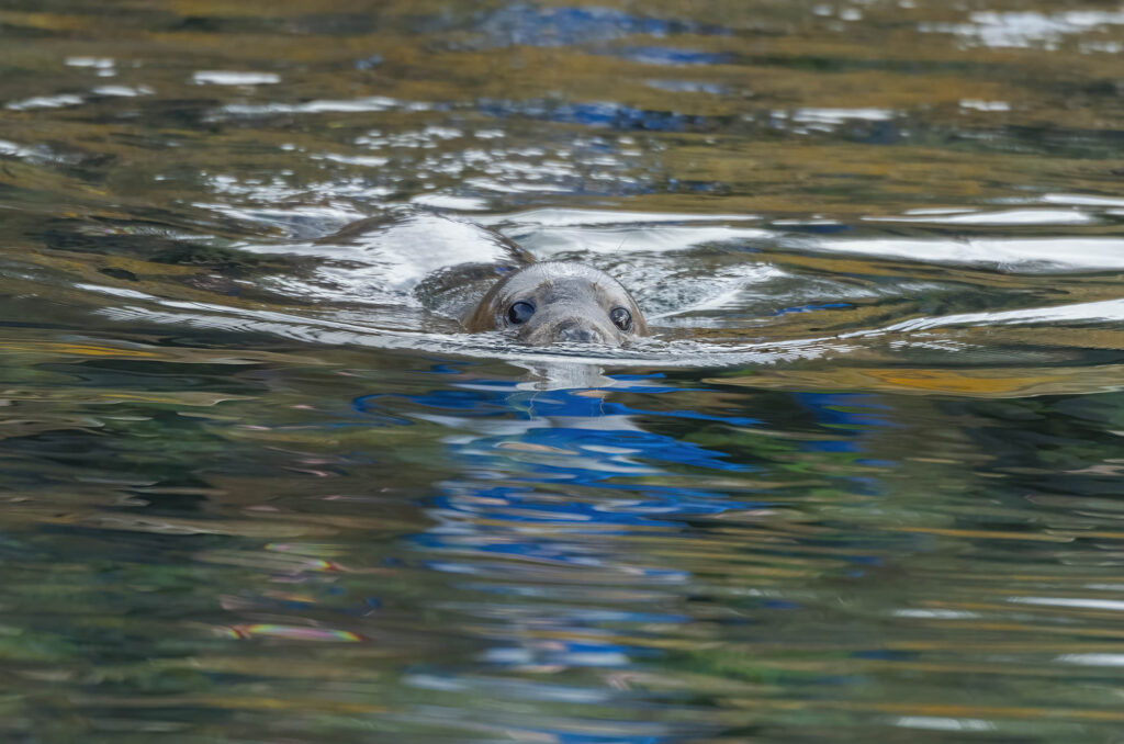 Photo of a grey seal swimming with its head above the water