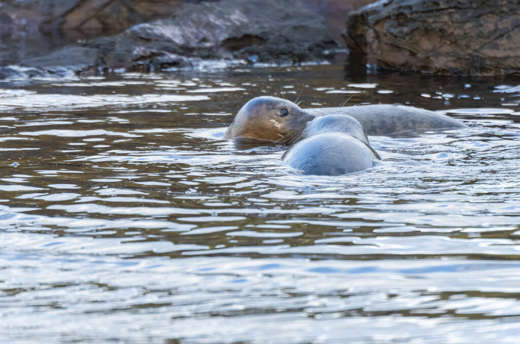 Photo of two grey seals touching noses