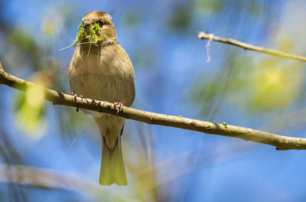 Photo of a female chaffinch perched on a branch with moss in her beak