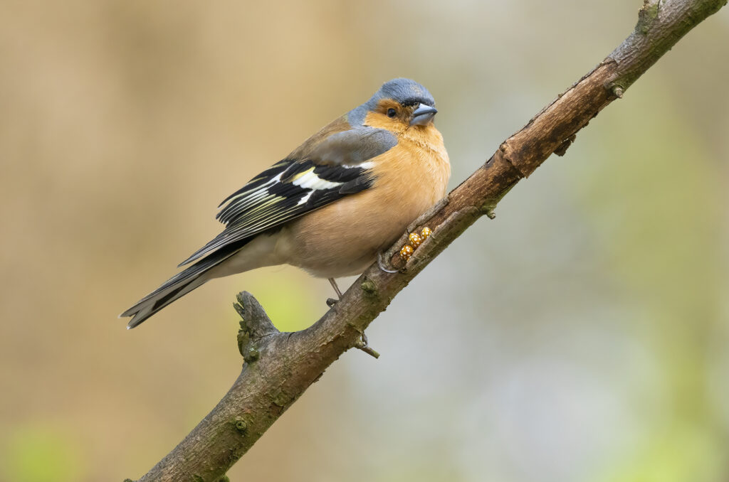 Photo of a male chaffinch perched on a branch