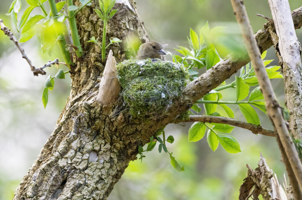 Photo of a female chaffinch sitting in the nest