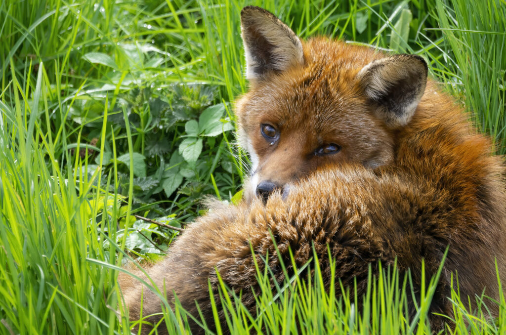 Photo of a red fox curled up in the grass