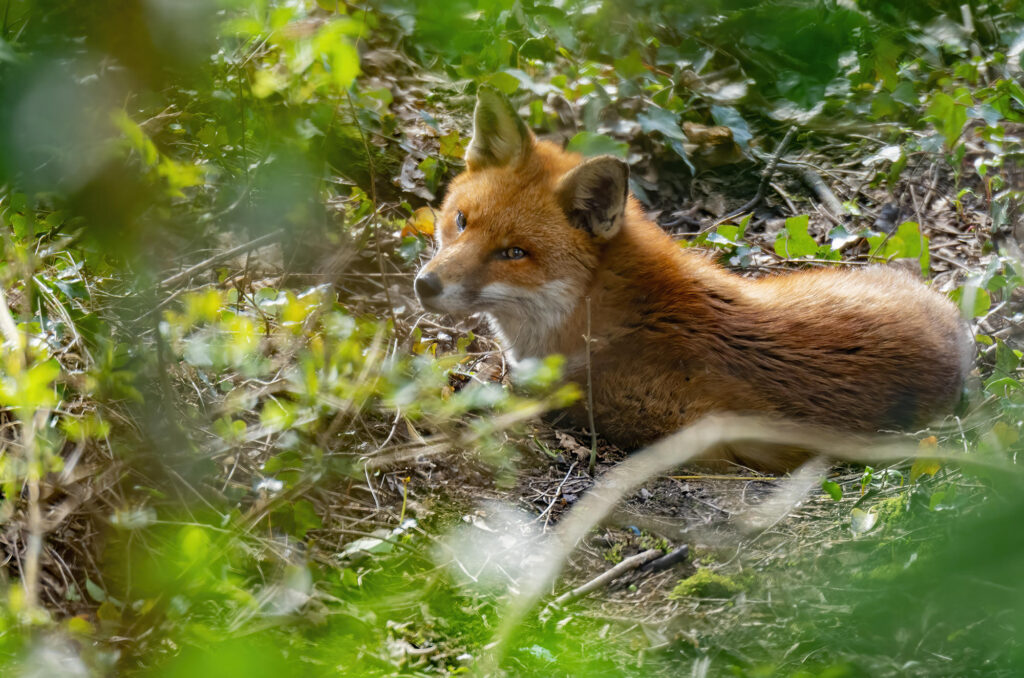 Photo of a red fox lying down surrounded by bushes