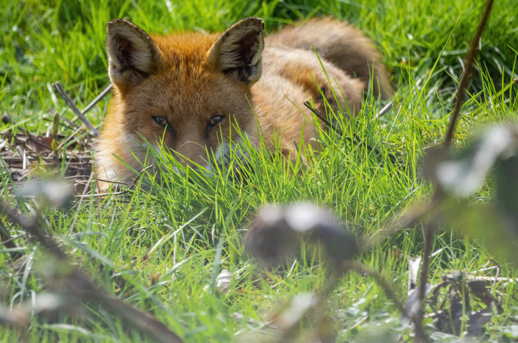Photo of a red fox lying down in the grass