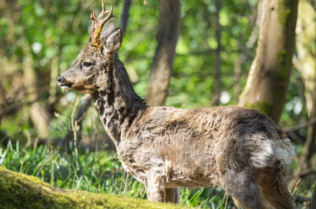 Photo of a roe deer buck standing in woodland