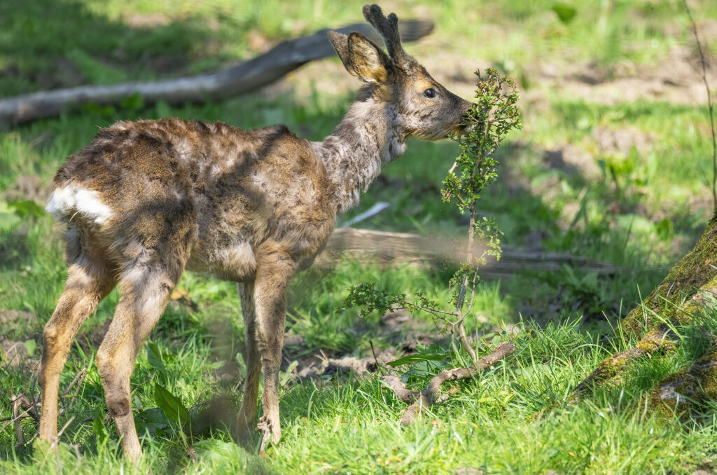 Photo of a young roe deer buck eating a bush