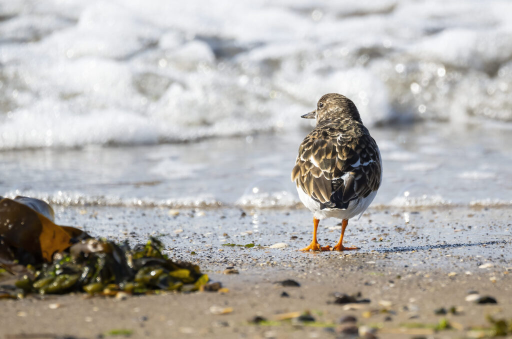 Photo of a turnstone standing on the shore