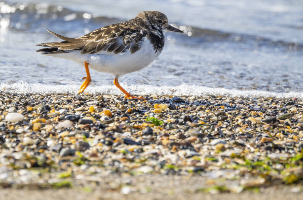 Photo of a turnstone running along the shore