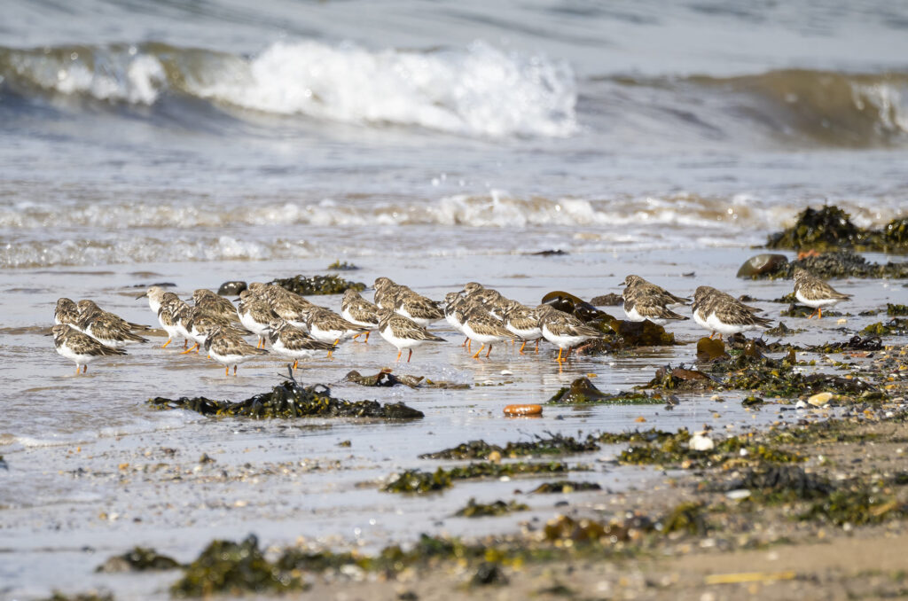 Photo of a flock of turnstones standing on the shore