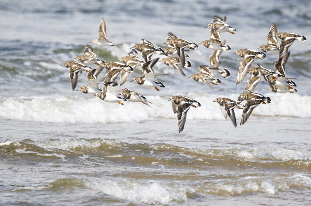 Photo of turnstones in flight over water