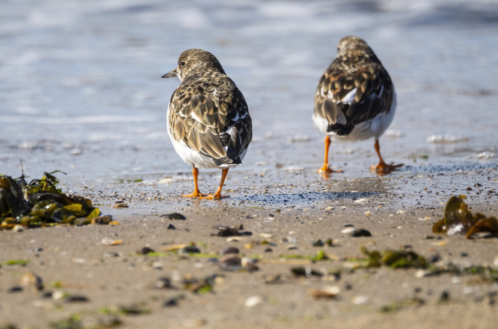 Photo of two turnstones walking along the shore