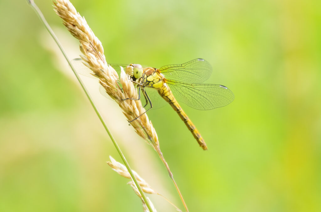 Photo of a common darter dragonfly holding on to a head of grass seed