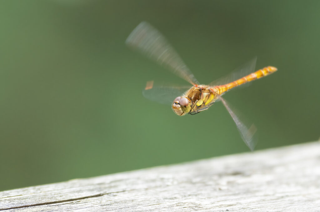 Photo of a common darter dragonfly in flight