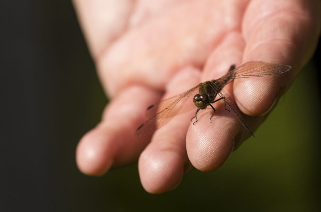 Photo of a common darter dragonfly resting on a person's outstretched fingers