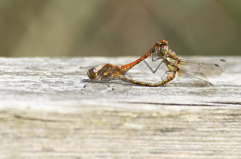 Photo of two common darter dragonflies mating on a wooden fence