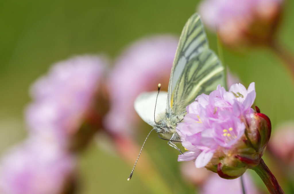 Photo of a green-veined white butterfly on sea thrift