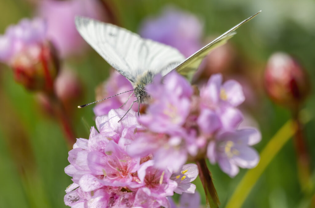 Photo of a green-veined white butterfly on sea thrift