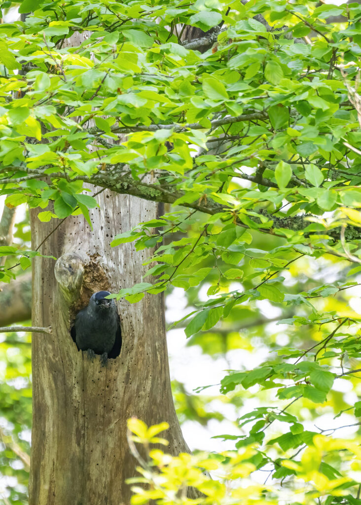Photo of an adult jackdaw leaving its next in a hole in a tree