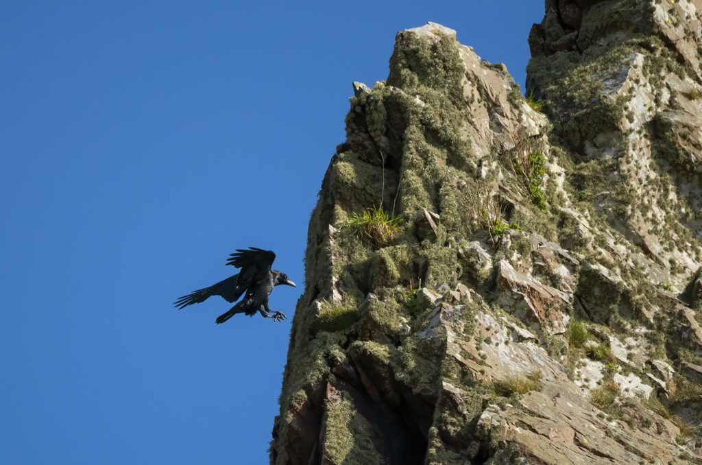 Photo of a raven coming into land on a cliff ledge