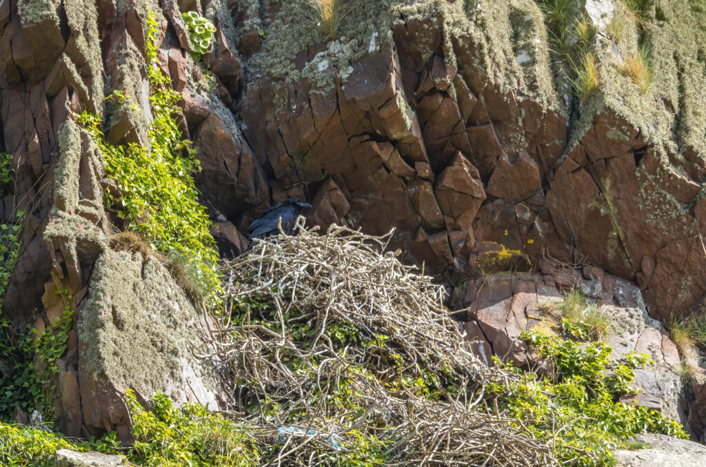 Photo of a young raven perched on the edge of its nest